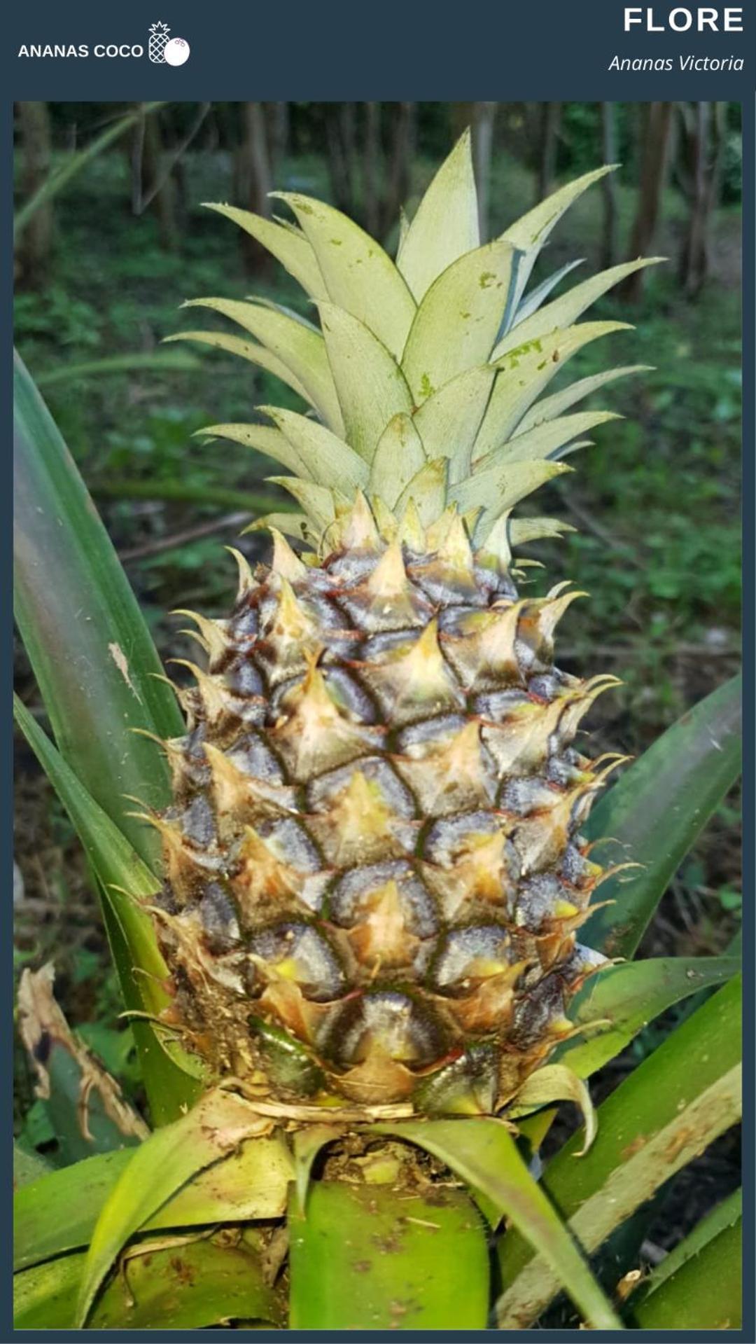 Bed and Breakfast Ananas Coco Салази Экстерьер фото